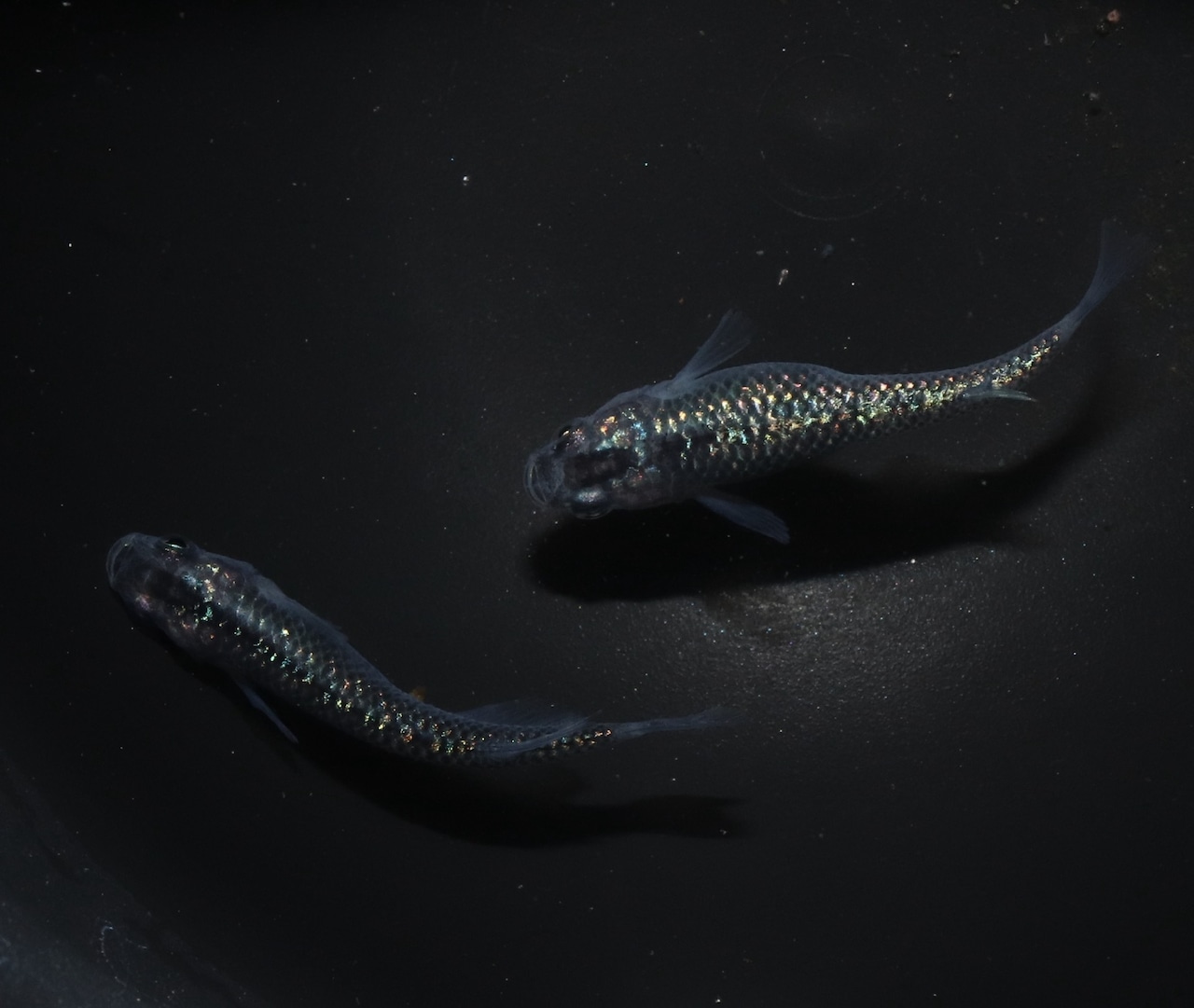 夜桜メダカ　黄色系